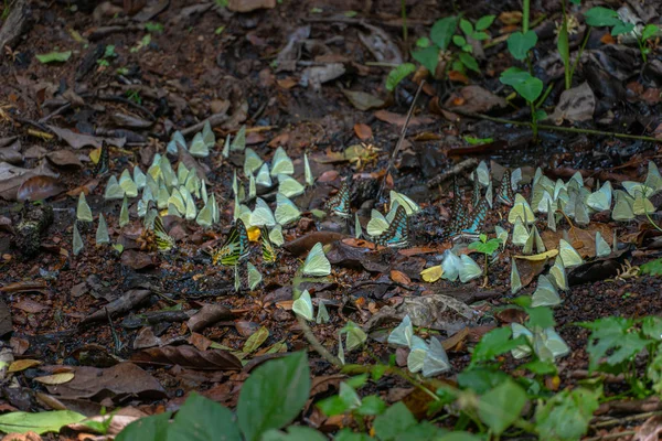 Grupp Fjärilar Äter Mat Skogen Bredvid Lamtakong River Khao Yai — Stockfoto