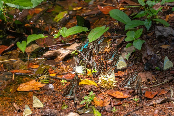 Group Butterflies Eat Food Forest Lamtakong River Khao Yai National — Stock Photo, Image