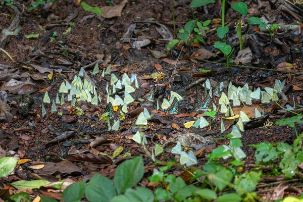 Grupp Fjärilar Äter Mat Skogen Bredvid Lamtakong River Khao Yai — Stockfoto