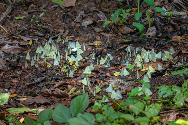 Grupp Fjärilar Äter Mat Skogen Bredvid Lamtakong River Khao Yai — Stockfoto