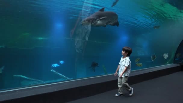 Мальчик Следит Большой Рыбой Пресноводных Аквариумах — стоковое видео