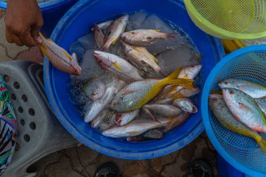 Balıkçıların yaşam tarzı balıkçı teknelerinin ailelerini beslemesi. birçok kişi teknedoğrudan balıklar satın almak için bekliyor