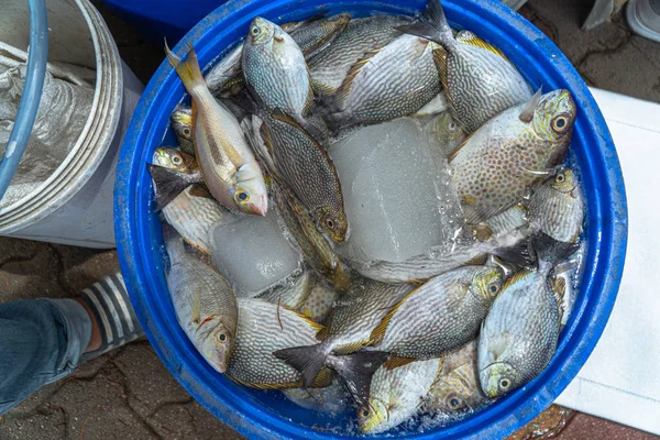 Stile Vita Dei Pescatori Pescherecci Sfamare Loro Famiglie Molte Persone — Foto Stock