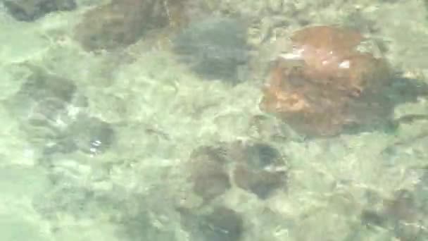 Água Limpa Pode Ver Corais Peixes Samaesarn Beach Chonburi Tailândia — Vídeo de Stock