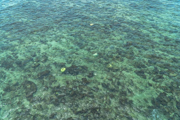 Água Limpa Pode Ver Corais Peixes Samaesarn Beach Chonburi Tailândia — Fotografia de Stock