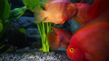 Pembe çiklitler bir akvaryumda yüzen Pembe cichlids renkli ve popüler tatlı su balık, bir vitrin büyüdü.