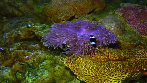 Clown Fish Swim Purple Coral Sea — Stock Video