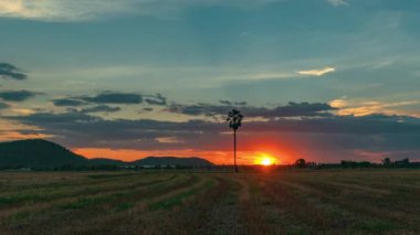 gün batımını şeker palmiyesinin arkasına geç
