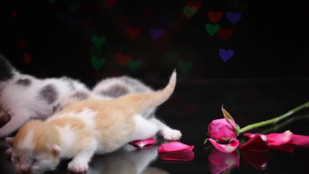 子猫はピンクのバラと寝る母猫は4人の新しい赤ちゃんを生み出しましたウィッカーバスケットの上にハート型のボケの背景 — ストック動画