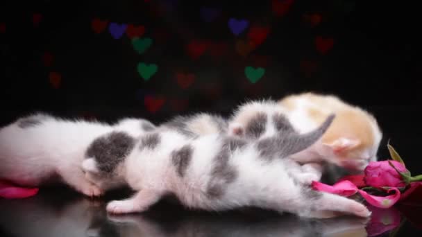 Matka Kot Urodziła Cztery Nowe Dzieci Wiklinowy Kosz Serca Kształcie — Wideo stockowe