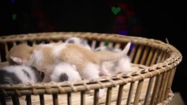 Sepette dört kedi yavrusu yatıyordu. Anne kedi kalp şeklinde bokeh fon ile bir hasır sepet üzerinde dört yeni bebek doğurdu.
