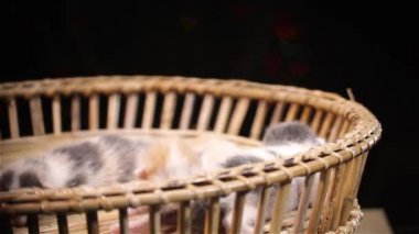 Anne kedi kalp şeklinde bokeh fon ile bir hasır sepet üzerinde dört yeni bebek doğurdu