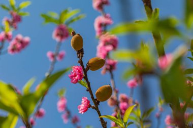 kışın mavi gökyüzünde Pembe şeftali çiçeği renkli