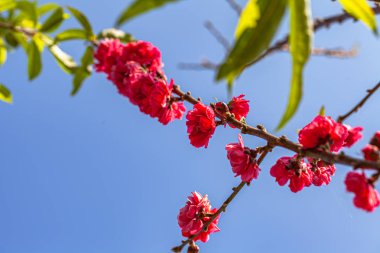 kışın mavi gökyüzünde Pembe şeftali çiçeği renkli