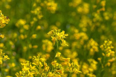 Çiçek bahçesinde küçük sarı çiçekler açar. Turistler kışın çiçekleri ziyaret etmek ister