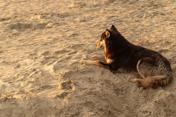 a dog digging in the sand and playing around te beach