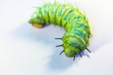 Büyük yeşil bir tırtıl beyaz bir zeminde sürünür..