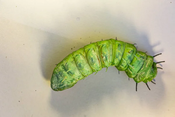 Large Green Caterpillar Crawls White Ground — Stock Photo, Image