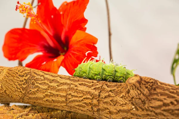 Duży Zielony Robak Czołga Się Pobliżu Czerwonego Kwiatu — Zdjęcie stockowe
