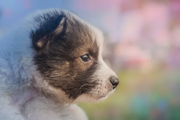 Tailandês Bangkaew Dog Puppie Mão — Fotografia de Stock