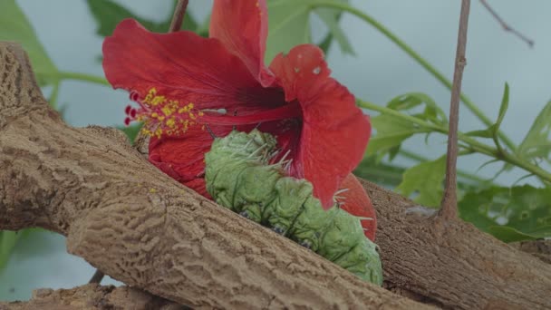 Большая Зеленая Гусеница Ползает Ветке Возле Красного Цветка — стоковое видео