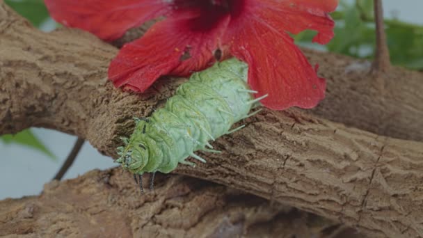 Large Green Caterpillar Red Flowers — Stock Video