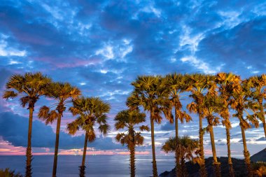 Şeker palmiyesi, Promthep pelerininin bir sembolüdür. Pelerin, Phuket 'in en popüler bakış açısıdır. En çok turist her zaman gün batımını görmeye gelir..