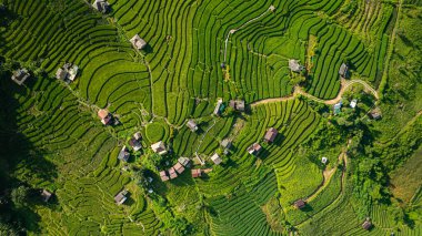 Yeşil pirinç tarlalarından oluşan büyüleyici bir vadideki teraslı pirinç tarlalarının ve sabah sisi ile kaplı yemyeşil ormanların havadan görünüşü barışçıl ve atmosferik kırsal bir atmosfer yaratıyor. 