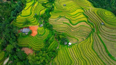 Tepeler boyunca kıvrılan canlı altın pirinç teraslarının hava manzarası, aralarında yerleşmiş küçük geleneksel kulübeler, dağlık arazide tarım ve doğa arasındaki uyumu gösteriyor.
