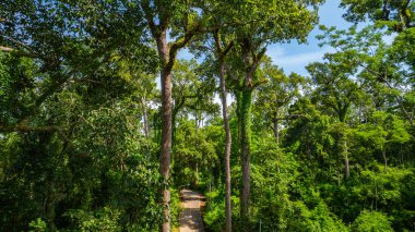 Berrak mavi gökyüzünün altında, yüksek ağaçlar ve canlı yeşilliklerle çevrili, yoğun tropikal bir ormanın içinden geçen sakin bir yolun havadan görünüşü..  