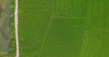 Bir çiftçi, doğal yeşilliklerle çevrili pirinç tarlalarını korumak ve zenginleştirmek için yorulmadan çalışırken, panoramik bir hava manzarası kırsal çiftçiliğin güzelliğini ön plana çıkarıyor..
