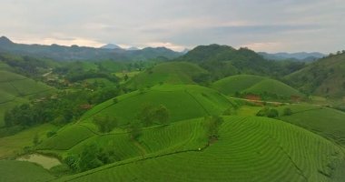 Yeşil yemyeşil tepeler ve çay tarlaları.