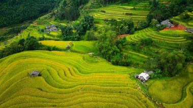 Tepeler boyunca kıvrılan canlı altın pirinç teraslarının hava manzarası, aralarında yerleşmiş küçük geleneksel kulübeler, verimli bir arazide tarım ve doğa arasındaki uyumu gösteriyor..