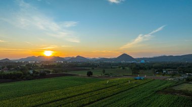 Muazzam bir ayçiçeği tarlasının barışçıl bir üst görüntüsü. Turistler güzel atmosferi yakalamak için ayçiçeği tarlasının güzelliğini yavaş yavaş görmeye geliyorlar. Ayçiçekleri tarlada çiçek açmış..