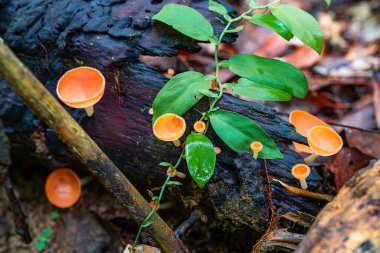 Yeşil yapraklar ve nemli orman zeminiyle çevrili, yemyeşil yağmur ormanlarında çürüyen odunların üzerinde büyüyen parlak turuncu kupa mantarları, tropikal biyolojik çeşitliliğin güzelliğini vurguluyor..