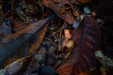 Yeşil ve nemli orman zeminiyle çevrili tropikal yağmur ormanlarında çürüyen odunların üzerinde büyüyen canlı kırmızı şampanya mantarları Tayland 'daki biyolojik çeşitliliğin güzelliğini gözler önüne seriyor.