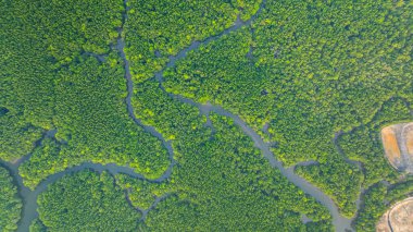 Mangrov ormanı ve delta nehrinin hava manzarası. Mangrove kanalları balıkçı köylerinden Phang Nga 'daki denize giden su yollarıdır. Mangrov sanatını doğa tasarladı..
