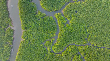Mangrov ormanı ve delta nehrinin hava manzarası. Mangrove kanalları balıkçı köylerinden Phang Nga 'daki denize giden su yollarıdır. Mangrov sanatını doğa tasarladı..