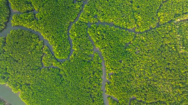 Mangrov ormanı ve delta nehrinin hava manzarası. Mangrove kanalları balıkçı köylerinden Phang Nga 'daki denize giden su yollarıdır. Mangrov sanatını doğa tasarladı..