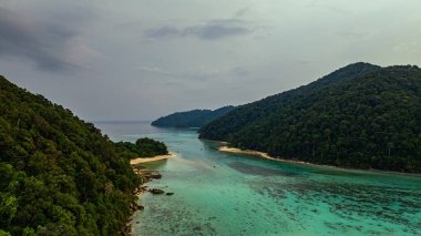 Renkli bir ağaçkakan, yavrularını bir oyukta beslemek için bir ağaç gövdesine tünemiş. Bereketli bir ormanda, yeşil kuşlar ağaçların doğal tonlarıyla ve bulanık yeşil yapraklarla çok güzel zıtlaşır.