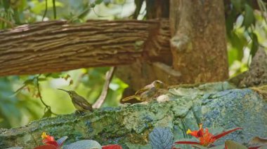 Renkli kayalara tünemiş iki kuş