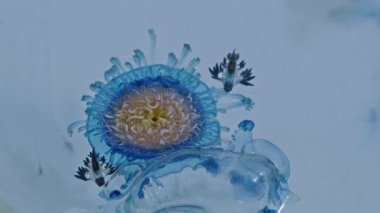 Güzel Mavi Ejderhalar, ateş denizanasını yedikleri için ölümcül zehir içerir. Onlarla doğrudan temas ederlerse, yanma hissi, acı ya da şiddetli alerjik reaksiyonlara neden olabilirler..