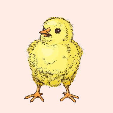 Komik küçük civciv el çekilmiş