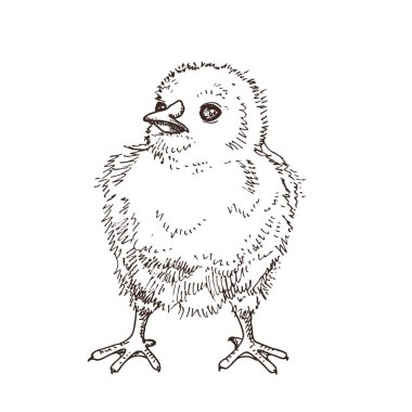 Komik küçük civciv el çekilmiş