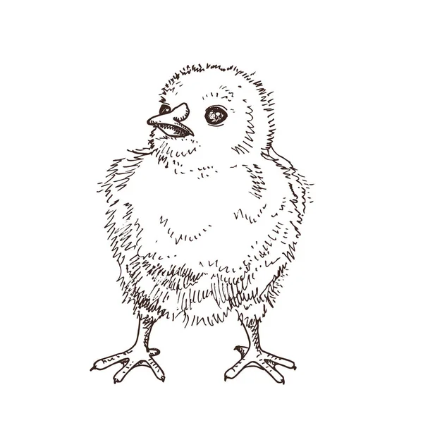 Komik küçük civciv el çekilmiş