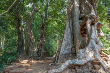 Banyan Ağacı ve Kökleri, Baphuon Tapınağı, Angkor Thom, Siem Reap, Kamboçya.