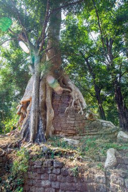 Banyan Ağacı ve Kökleri, Baphuon Tapınağı, Angkor Thom, Siem Reap, Kamboçya.