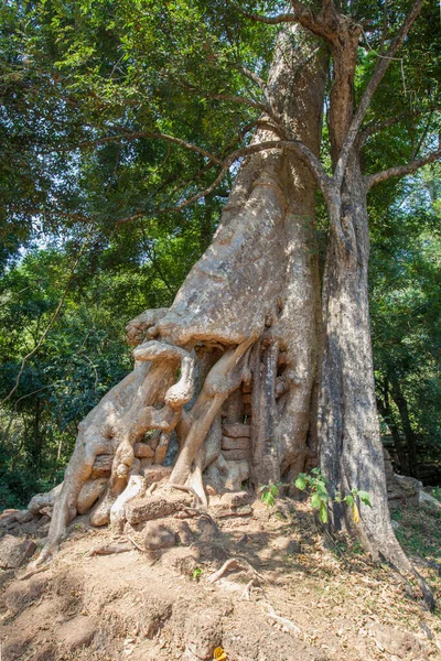 Albero Radici Banyan Tempio Baphuon Angkor Thom Siem Reap Cambogia — Foto Stock