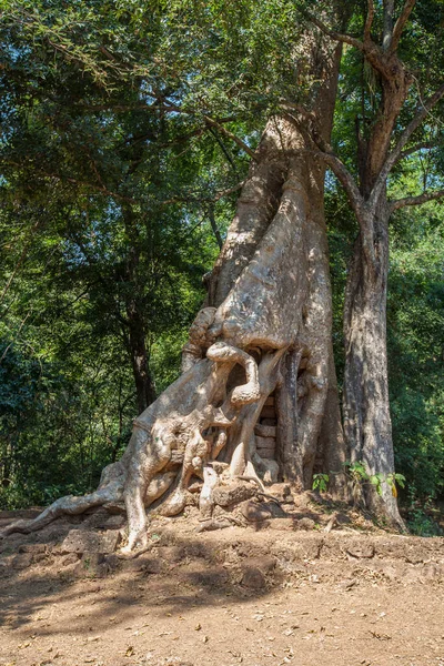 Banyan Tree Roots Baphuon Felle Angkor Thom Femm Reap Cambodia — стоковое фото