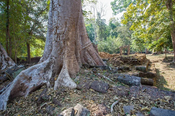 Banyan Baum Und Wurzeln Baphuon Tempel Angkor Thom Siem Reap — Stockfoto